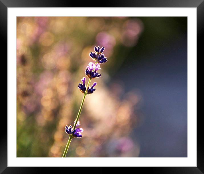 Lavender dreaming Framed Mounted Print by Fiona Miller
