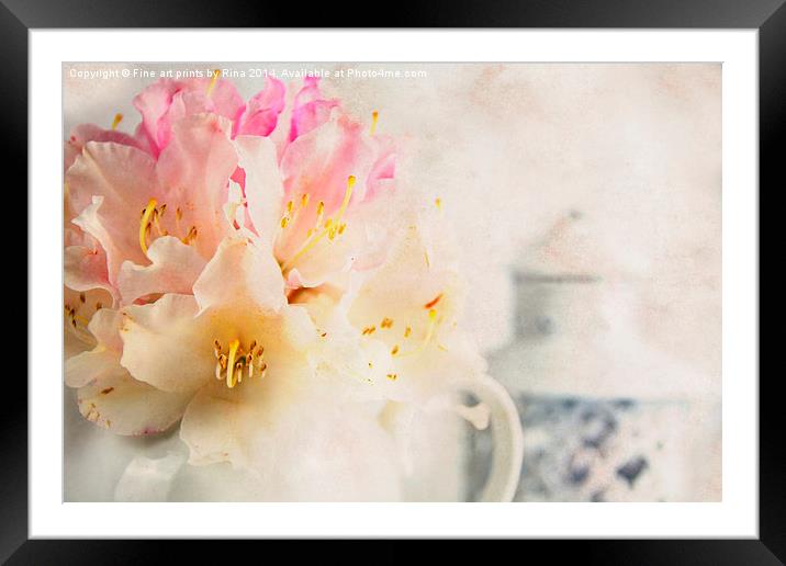 Rhododendron (2) Framed Mounted Print by Fine art by Rina