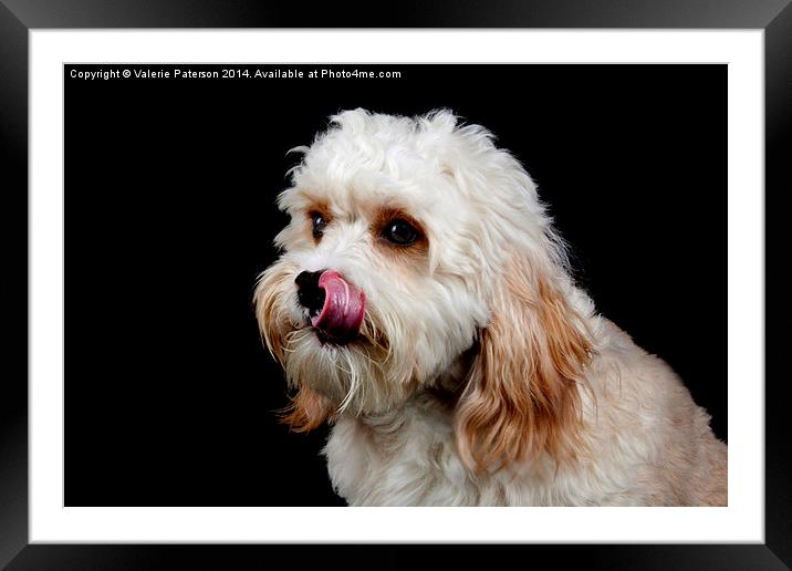 Olly Framed Mounted Print by Valerie Paterson