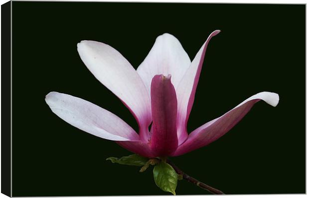 Gorgeous Magnolia Blossom Canvas Print by james balzano, jr.