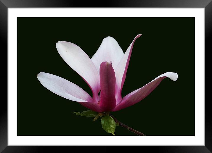 Gorgeous Magnolia Blossom Framed Mounted Print by james balzano, jr.