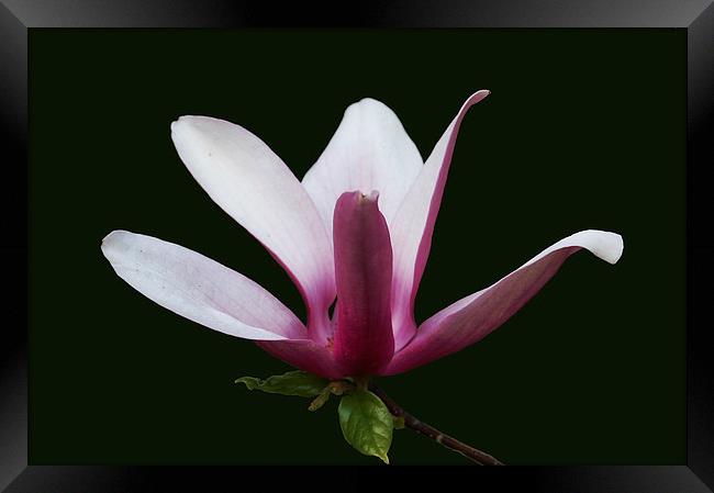 Gorgeous Magnolia Blossom Framed Print by james balzano, jr.