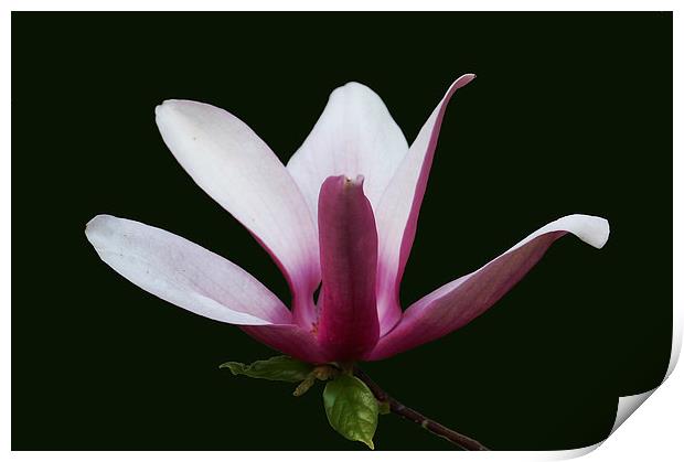 Gorgeous Magnolia Blossom Print by james balzano, jr.