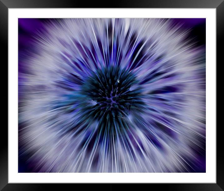 Purple Zoom Burst Dandelion Framed Mounted Print by Helen Holmes