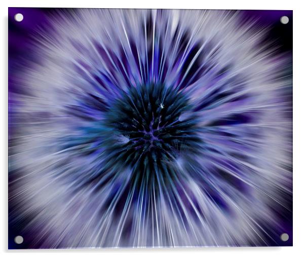 Purple Zoom Burst Dandelion Acrylic by Helen Holmes