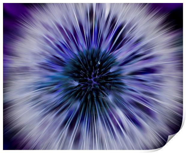 Purple Zoom Burst Dandelion Print by Helen Holmes