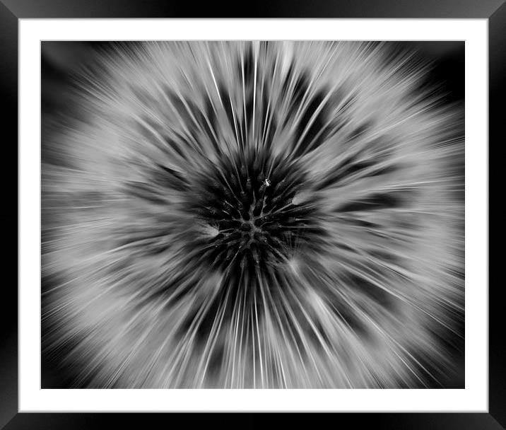 Black and White Dandelion Framed Mounted Print by Helen Holmes