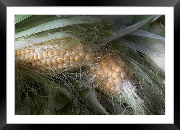 Corn  on the Cob Framed Mounted Print by Ann Garrett