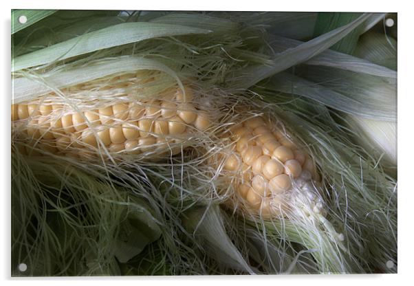 Corn  on the Cob Acrylic by Ann Garrett
