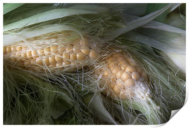 Corn  on the Cob Print by Ann Garrett