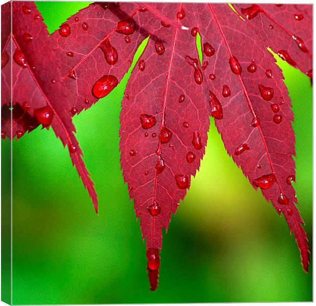 Raindrops on Red Acer leaves Canvas Print by Rosie Spooner