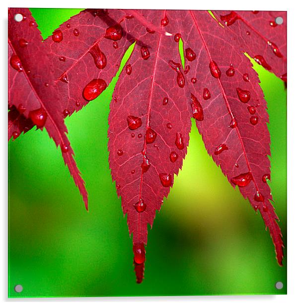 Raindrops on Red Acer leaves Acrylic by Rosie Spooner