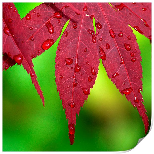 Raindrops on Red Acer leaves Print by Rosie Spooner