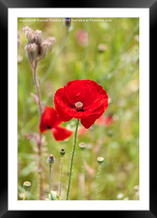 Red Poppy Framed Mounted Print by Graham Prentice