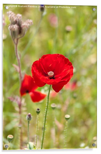 Red Poppy Acrylic by Graham Prentice