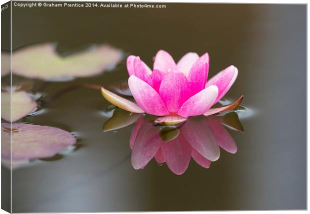 Pink Water Lily Canvas Print by Graham Prentice