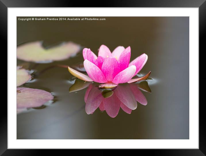 Pink Water Lily Framed Mounted Print by Graham Prentice