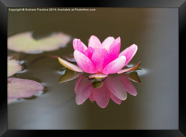 Pink Water Lily Framed Print by Graham Prentice