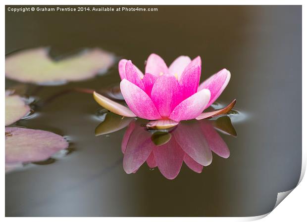 Pink Water Lily Print by Graham Prentice