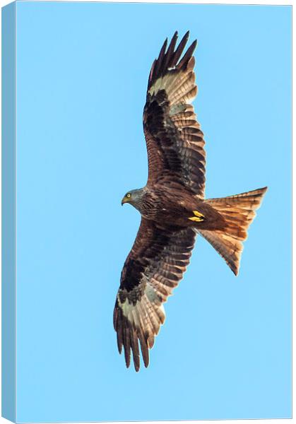 Red Kite Canvas Print by Laura Witherden