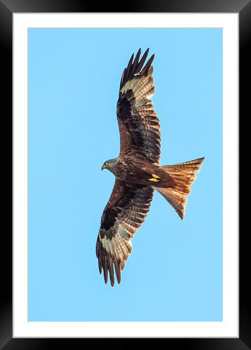 Red Kite Framed Mounted Print by Laura Witherden