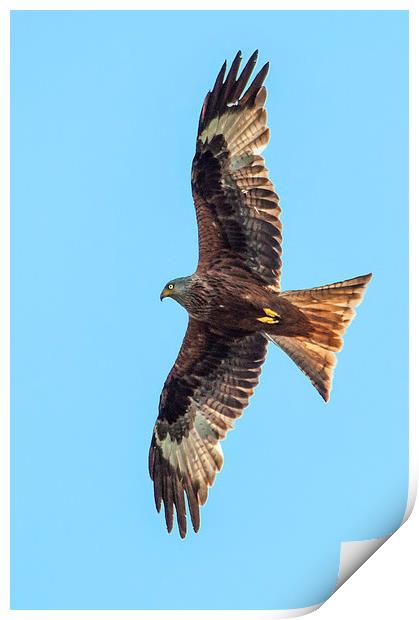 Red Kite Print by Laura Witherden