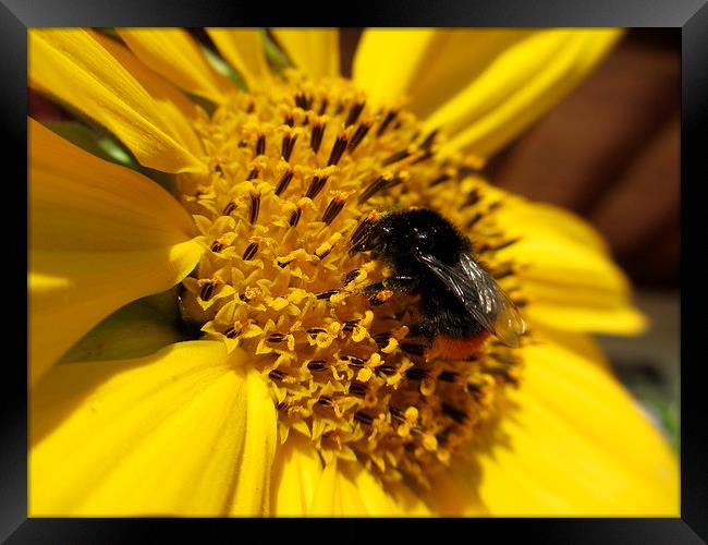 B-Bumble Lunch Framed Print by Martin Howard