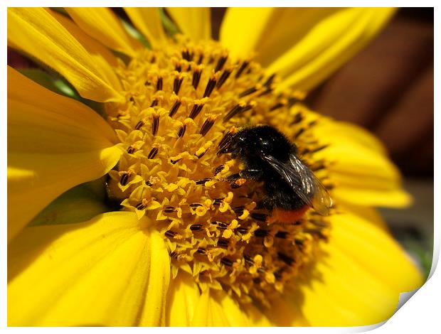 B-Bumble Lunch Print by Martin Howard