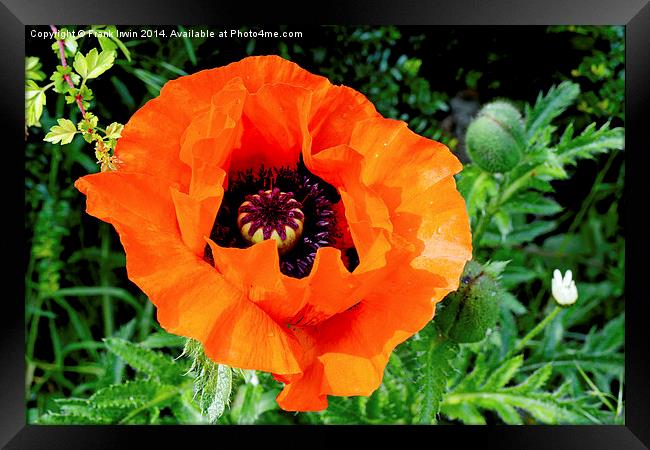 Beautiful Reddish Poppy in full boom Framed Print by Frank Irwin