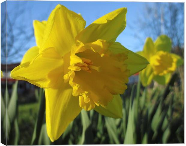 Now Thats A Daffodil Canvas Print by Martin Howard