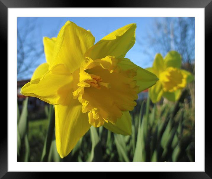 Now Thats A Daffodil Framed Mounted Print by Martin Howard