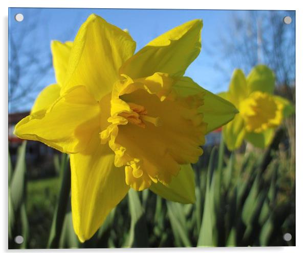 Now Thats A Daffodil Acrylic by Martin Howard