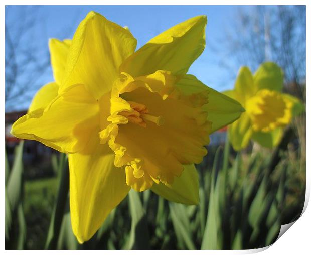 Now Thats A Daffodil Print by Martin Howard