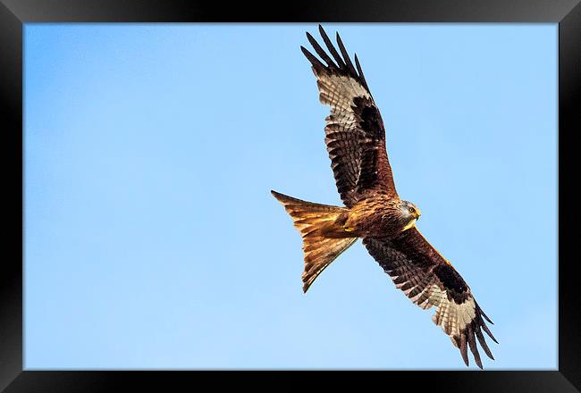 Kite in Flight Framed Print by Laura Witherden