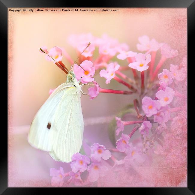 Butterfly Bliss Framed Print by Betty LaRue