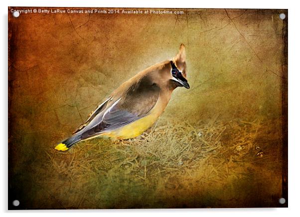 Cedar Waxwing Acrylic by Betty LaRue