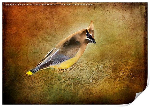 Cedar Waxwing Print by Betty LaRue