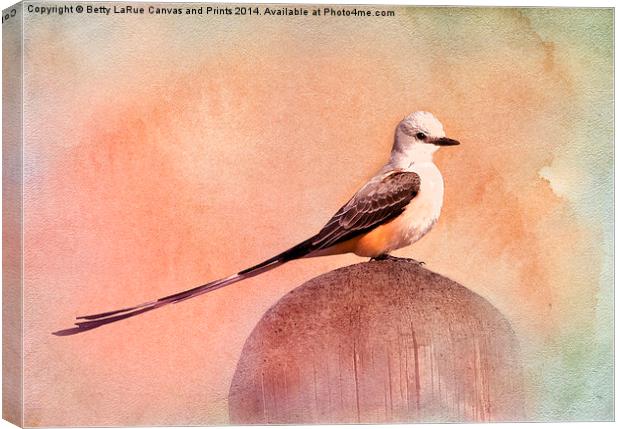 Scissor-tailed Flycatcher Canvas Print by Betty LaRue
