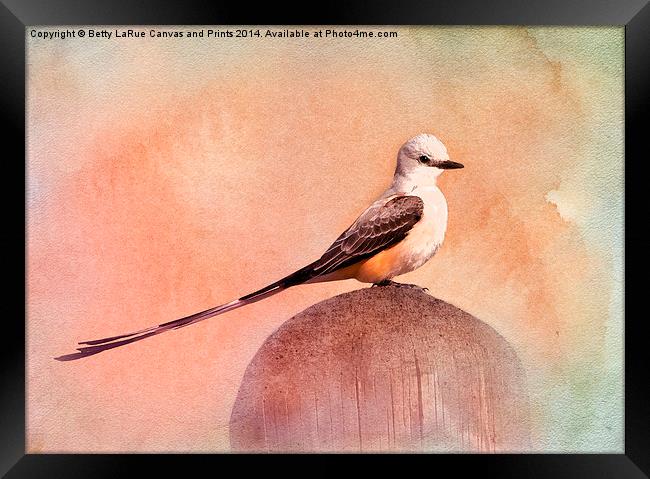 Scissor-tailed Flycatcher Framed Print by Betty LaRue