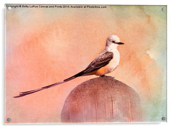 Scissor-tailed Flycatcher Acrylic by Betty LaRue