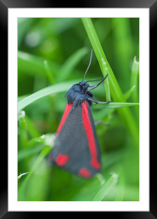 Cinnabar Moth Framed Mounted Print by Steve Purnell