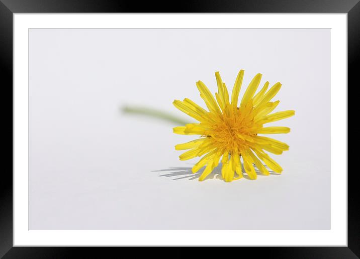 Yellow Dandelion Taraxacum Framed Mounted Print by Terri Waters