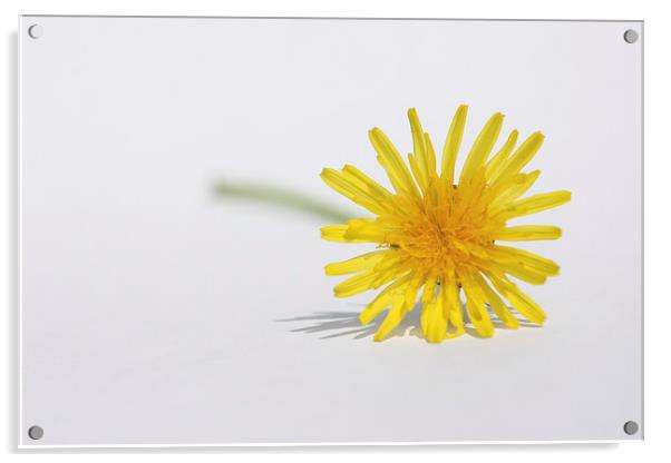 Yellow Dandelion Taraxacum Acrylic by Terri Waters