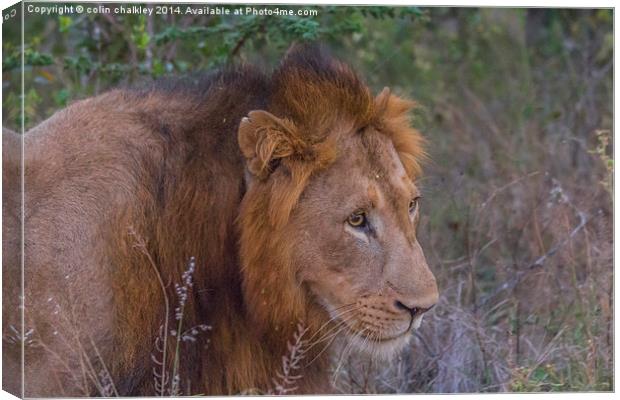 Lion in Kwa Madwala Reserve Canvas Print by colin chalkley