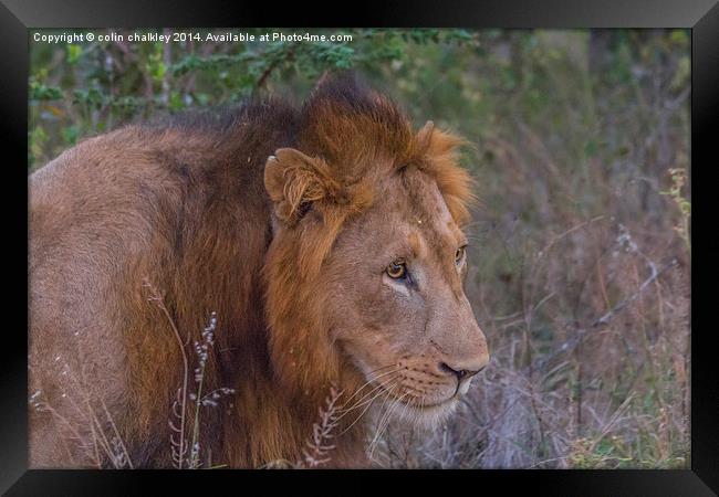 Lion in Kwa Madwala Reserve Framed Print by colin chalkley