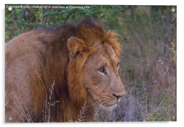 Lion in Kwa Madwala Reserve Acrylic by colin chalkley