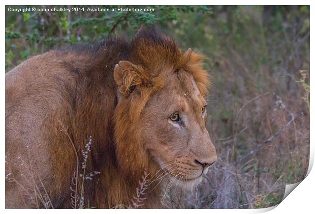 Lion in Kwa Madwala Reserve Print by colin chalkley