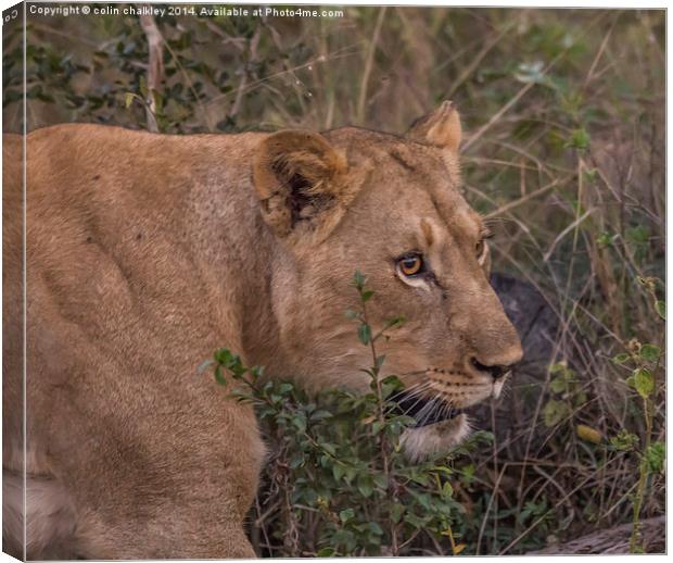 Lioness in Kwa Madwala Reserve Canvas Print by colin chalkley