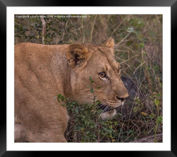 Lioness in Kwa Madwala Reserve Framed Mounted Print by colin chalkley