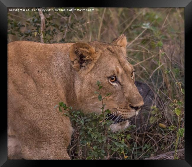 Lioness in Kwa Madwala Reserve Framed Print by colin chalkley